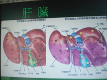 肝臟結(jié)構(gòu)